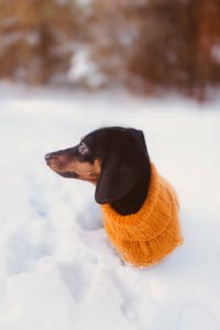 dog in an orange sweater